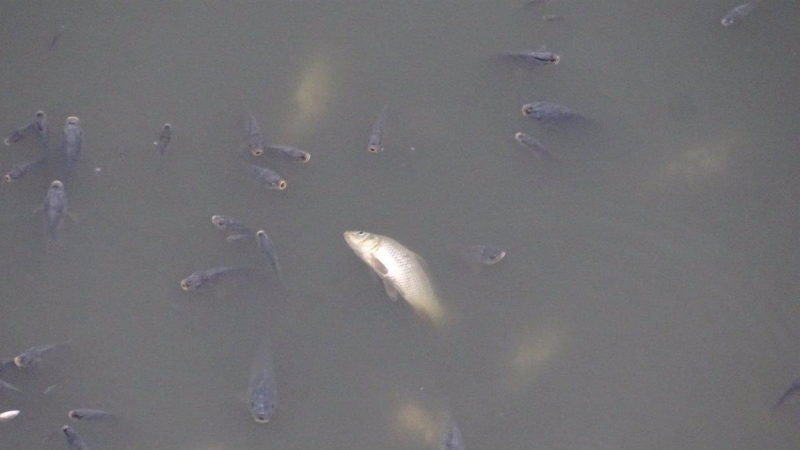 Peces muertos en el embalse de los Rodeos.