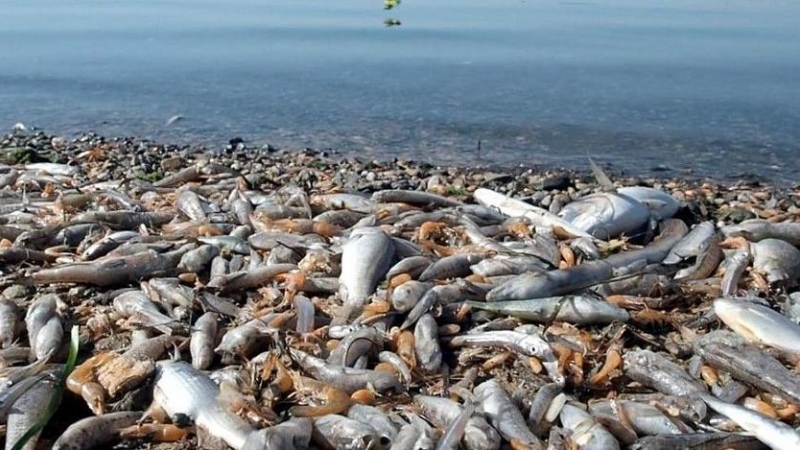 Las dramáticas imágenes del Mar Menor fueron provocadas por el vertido continuado de nutrientes agrícolas