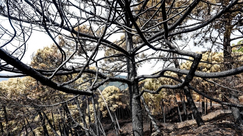 Incendio de Sierra Bermeja