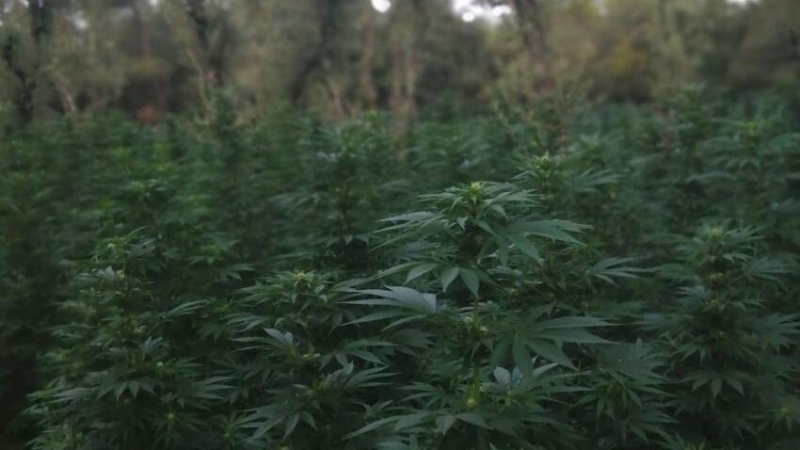 Plantació de marihuana localitzada al terme municipal de Vimbodí i Poblet.