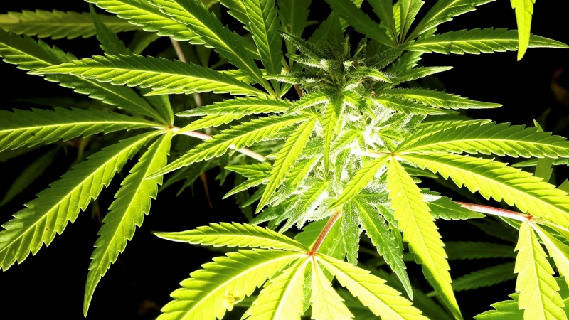 Una planta de cannabis.