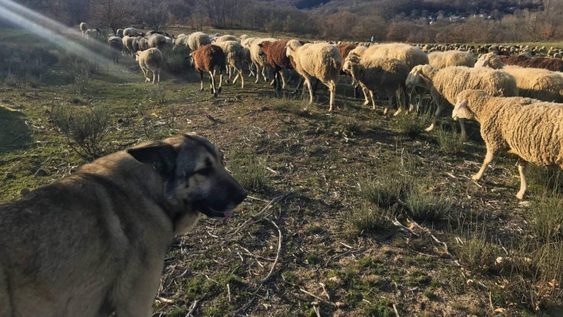 Perros guardianes de ganado trabajando en Sanabria