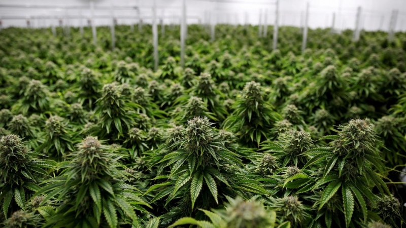 Plantas de marihuana en Smiths Falls (Ontario, Canadá). REUTERS/Blair Gable