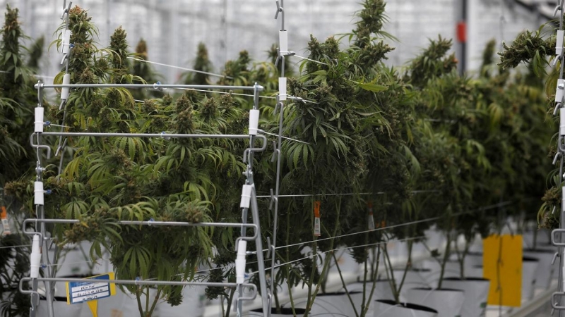 Plantas de cannabis en un invernadero de la fábrica Tilray en Cantanhede, Portugal. REUTERS/Rafael Marchante