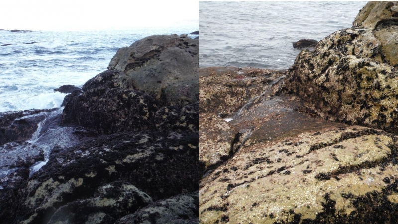 Antes .y después de la extracción de mexilla en las rocas de los bancos de percebes.