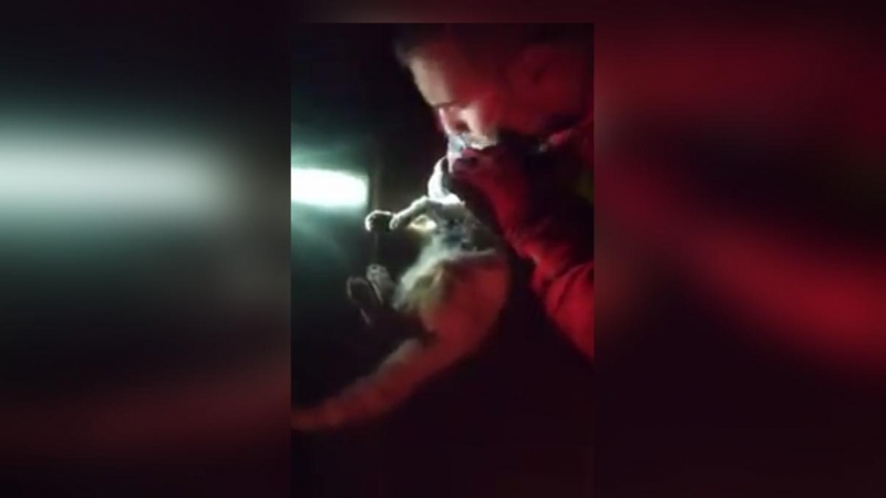 Un militar de la UME salva a un gato exhausto por las cenizas del volcán