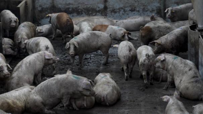 Una granja de cerdos de ganadería intensiva.