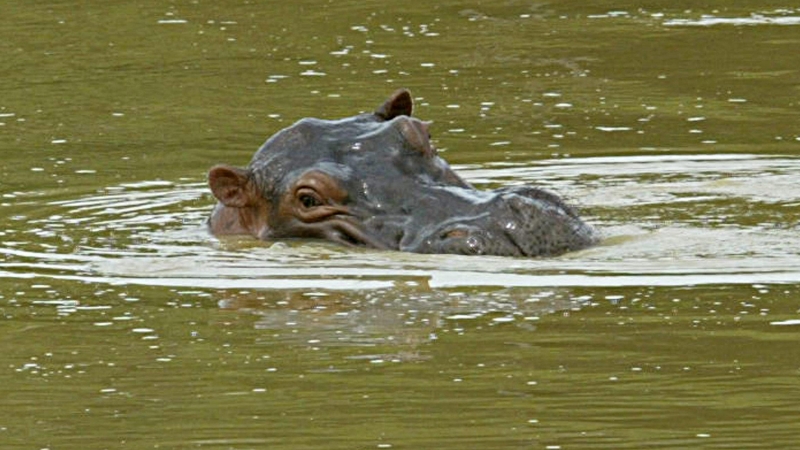 Uno de los hipopótamos que habitaba la hacienda Napoles.