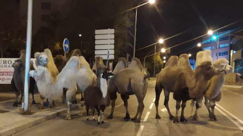 a Policía Nacional ha localizado esta madrugada a ocho camellos y una llama que paseaban por las calles del distrito madrileño de Carabanchel