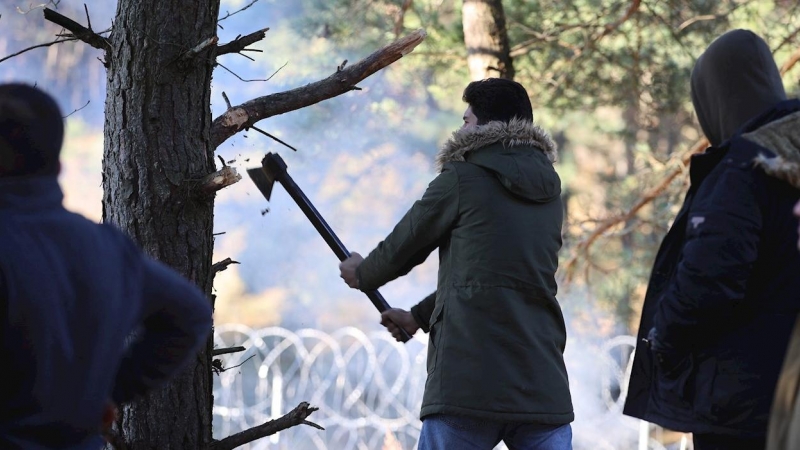 Una imagen distribuida por la agencia de noticias Belta muestra a los migrantes cortando un árbol para su campamento cerca de la frontera entre Bielorrusia y Polonia en la región de Grodno, Bielorrusia, el 9 de noviembre de 2021.