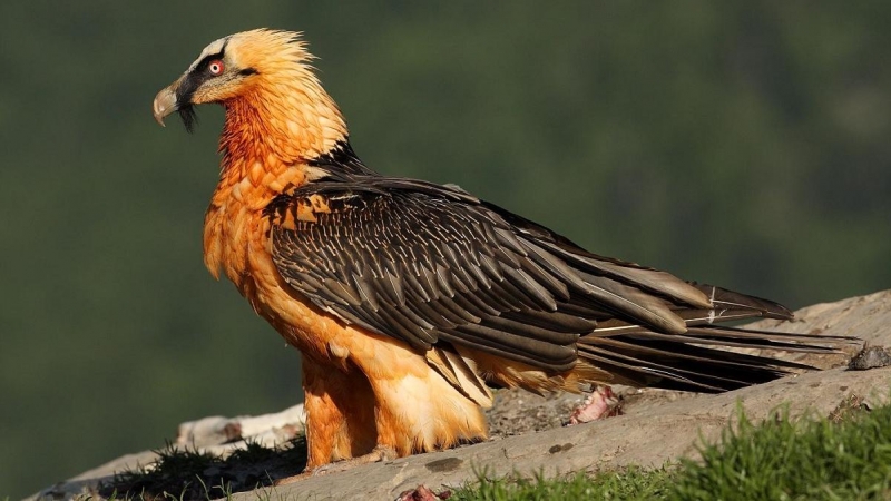 Un ejemplar de quebrantahuesos ('Gypaetus barbatus')