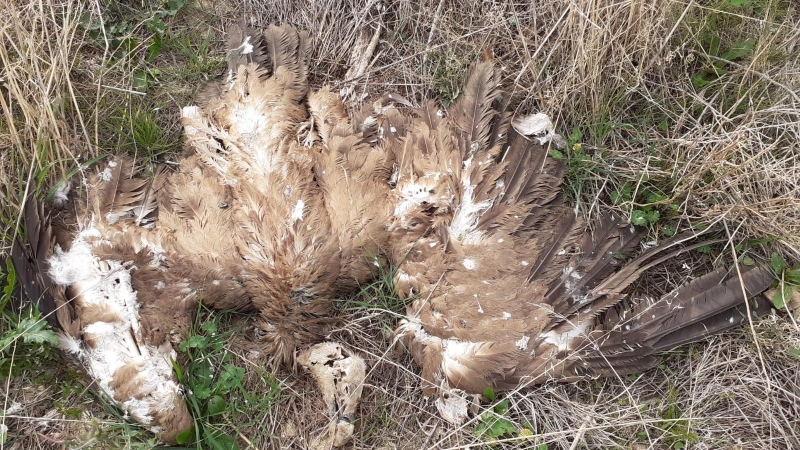 Imagen de un buitre leonado muerto tras electrocutarse con el tendido del vertedero de Huesca.