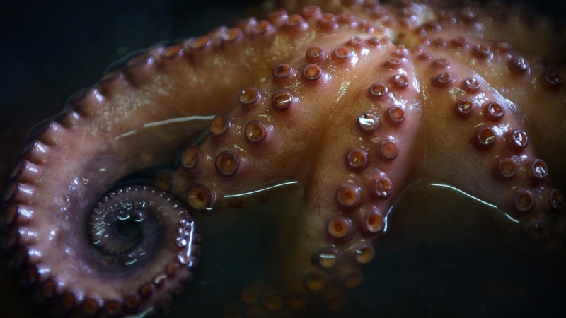 Una fotografía tomada el 22 de noviembre de 2014 muestra un 'pulpo a feira' en el restaurante Ultreya en Palas de Rei.