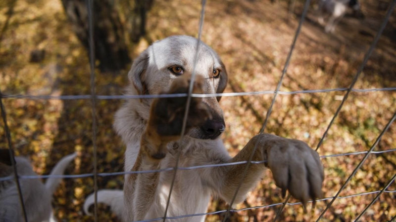 Un perro mira detrás de la cerca en un refugio para perros de Prishtina, cerca de la ciudad de Gracanica, el 12 de noviembre de 2021.