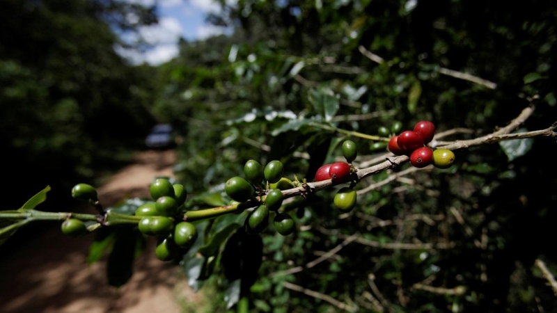 Granos de café en una finca de El Laurel (Honduras).