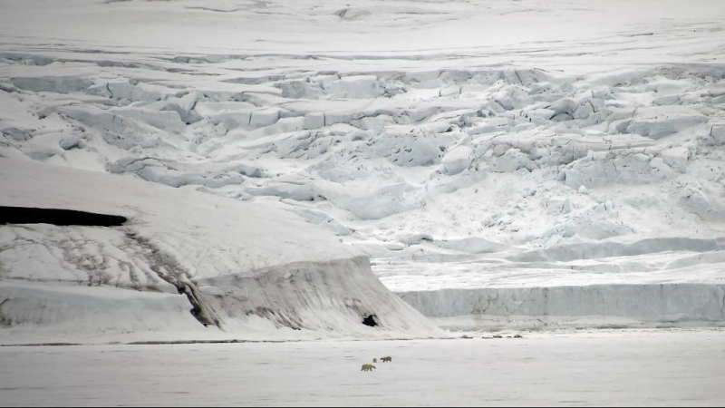 Varios osos polares son vistos en la Tierra de Jorge, una isla rusa ubicada en el Ártico.