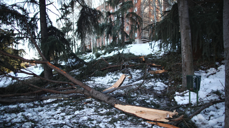Un árbol dañado en el Parque de la Fuente del Berro en el distrito de Ventas, en Madrid (España), a 18 de enero de 2021.