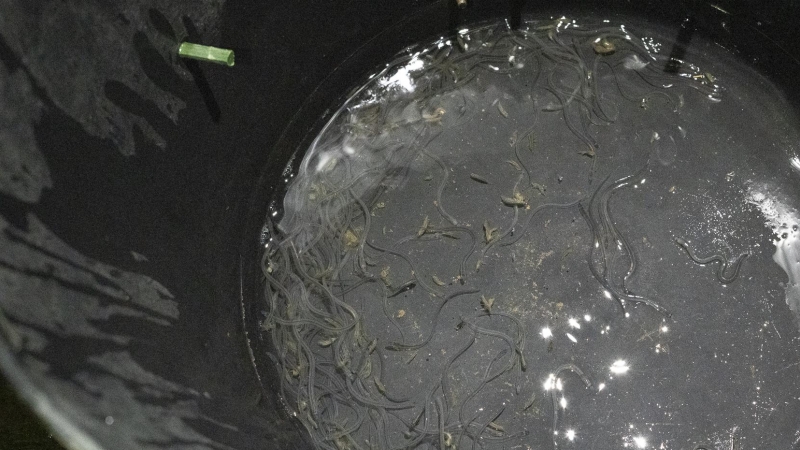 Las anguilas siguen viviendo en el balde