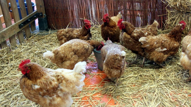 Un grup de gallines s'alimenta de gra al Mercat del Ram.