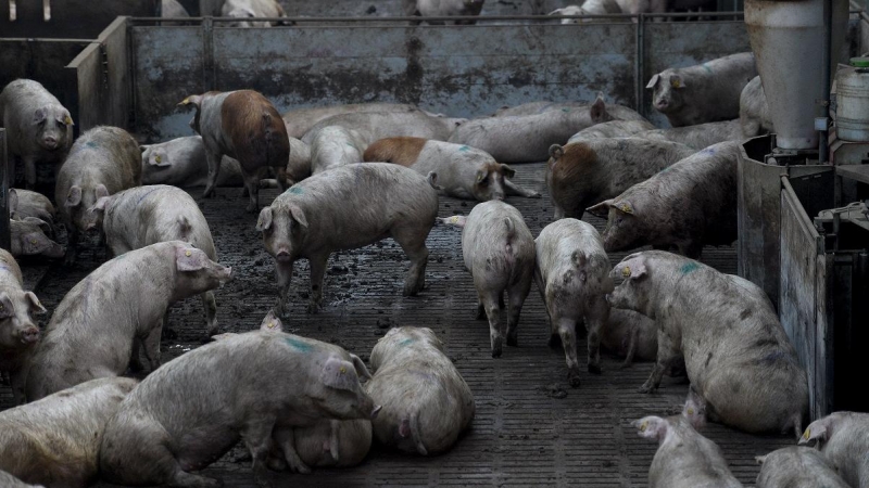 Una granja de cerdos de ganadería intensiva de Lleida en una imagen de archivo.