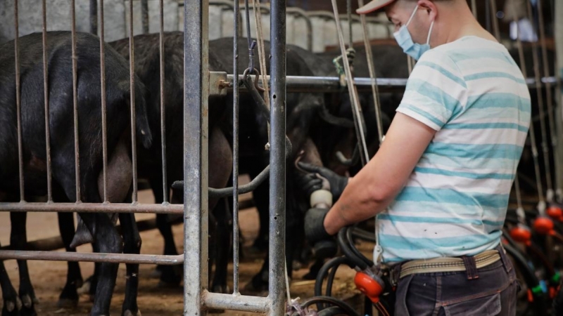 Un trabajador de la empresa Suerte Ampanera, dedicada a la explotación racional y ecológica de la tierra ordeña a las cabras en un establo, en Colmenar Viejo, Madrid a 25 de mayo de 2020