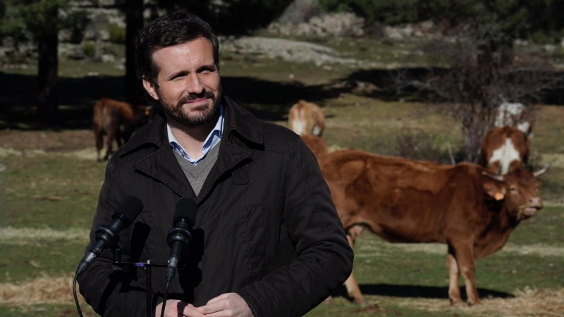 El presidente nacional del PP, Pablo Casado, este viernes en una visita a una explotación ganadera en Navas del Marqués (Ávila).