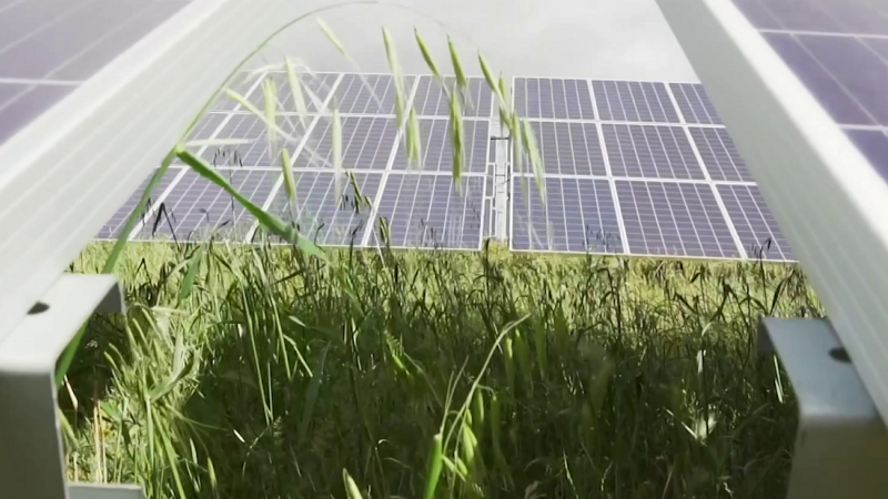 Planta solar de Iberdrola.