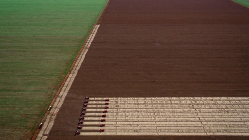 Un convoy de cosechadoras avanza en un campo de cultivo de Campo Novo do Parecis, Brasil.