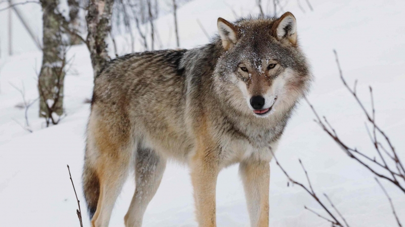 Un ejemplar de lobo euroasiático.