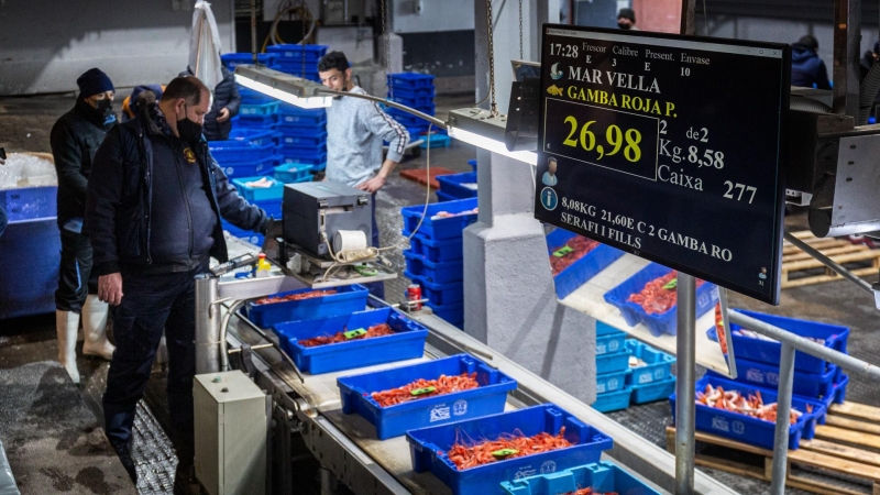 01/2022 - El peix collit arriba a la llotja, on els compradors decidiran el preu a pagar.