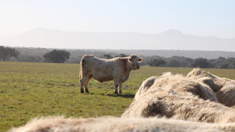 Una explotación extensiva en la localidad salmantina de Santa Olalla de Yeltes.