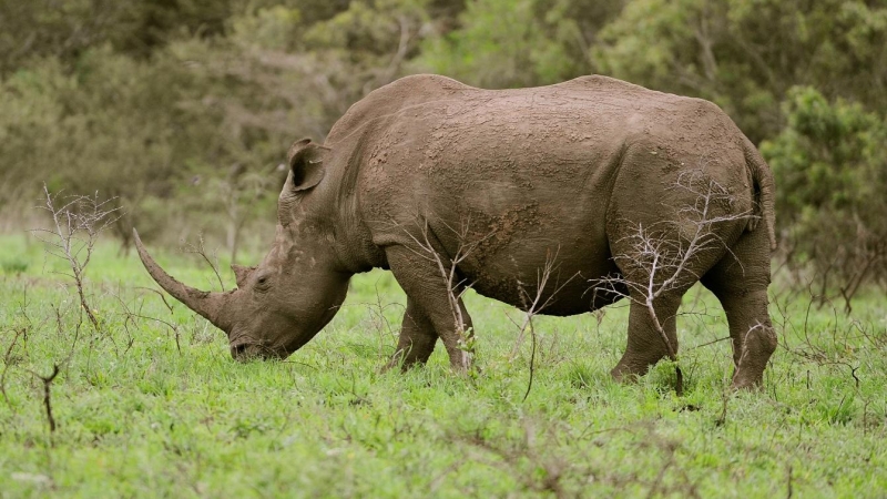 10/2/22-Imagen de un rinoceronte a 25 de noviembre de 2008 en Sudáfrica, KwaZulu-Natal.