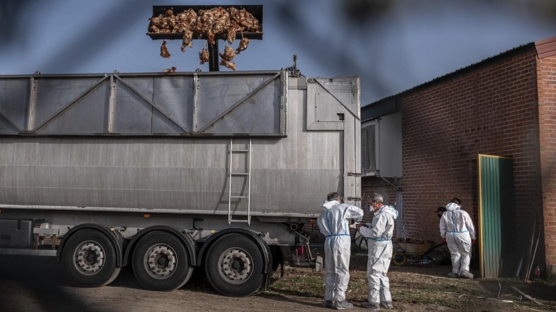 Una excavadora descarga centenares de aves muertas en una granja de Íscar, Valladolid, afectada por un brote de gripe aviar.