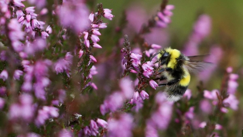 Una abeja se apoya en una flor.