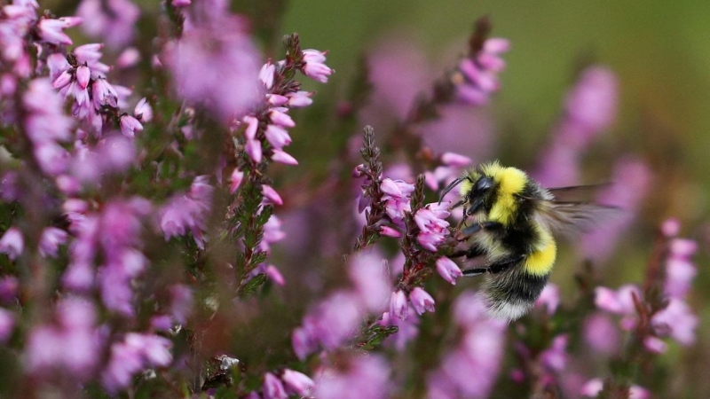 Una abeja se apoya en una flor.