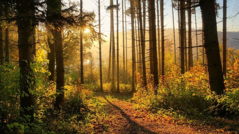 Fotografía de achivo de un sendero