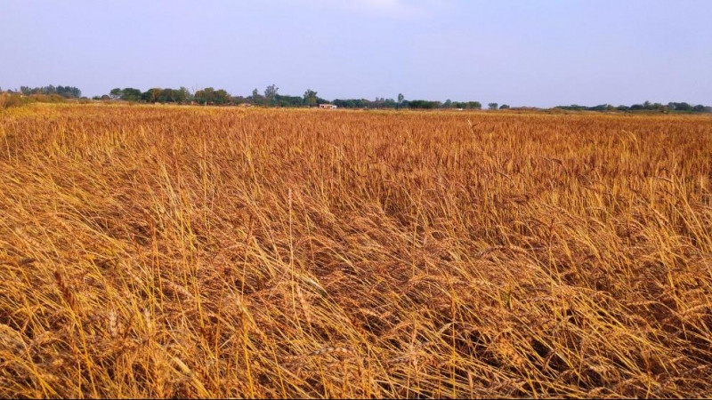 Ucrania es el segundo productor mundial de cebada y el tercero de maíz, y el principal suministrador de cereales a España.