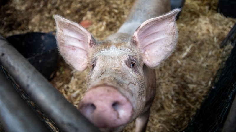Un cerdo, en el centro de acogida temporal para animales de granja de El Paso, a 6 de noviembre de 2021, en El Paso, La Palma, Canarias.