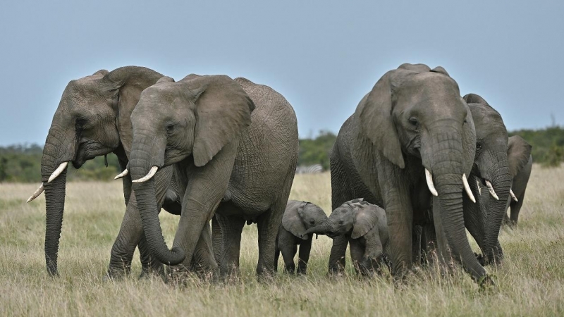 Un grupo de elefantas se agrupa de forma protectora alrededor de un par de crías en el parque en la Reserva Nacional de Masai Mara de Kenia. AFP/Tony Karumba