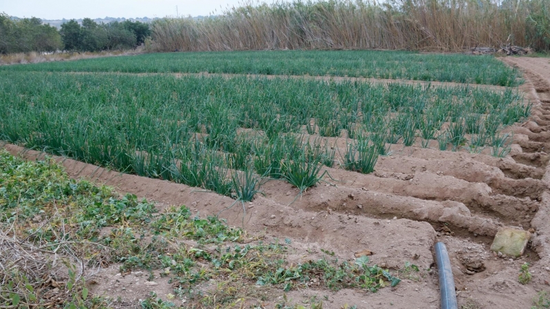 2020 - Camp de calçots a prop de Valls.