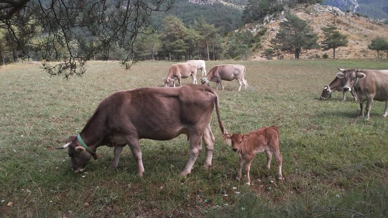 Vedelles de Cal Roio, al Catllaràs.