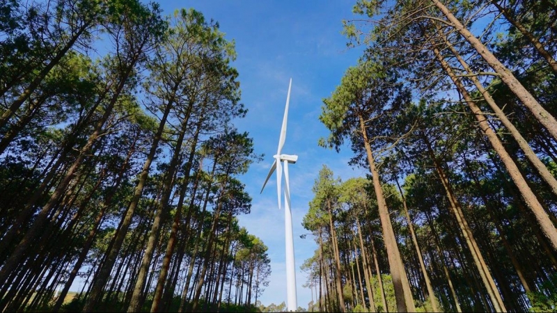 Iberdrola planta más de 2 millones de árboles en dos años y 80.000 plantas en sus entornos fotovoltaicos