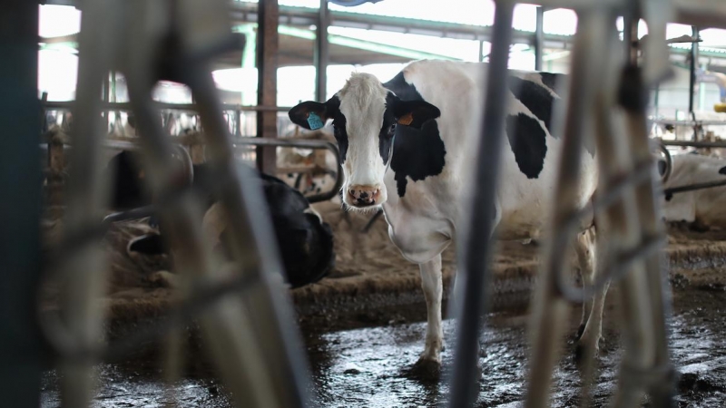Una vaca lechera, de la raza bovina frisona, en las instalaciones de una granja manchega, a 19 de marzo, en Talavera de la Reina, Toledo.
