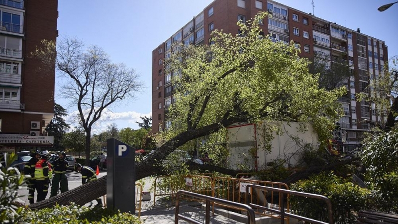 01/04/2022. Un Un árbol se desploma en Madrid sin causar heridos.