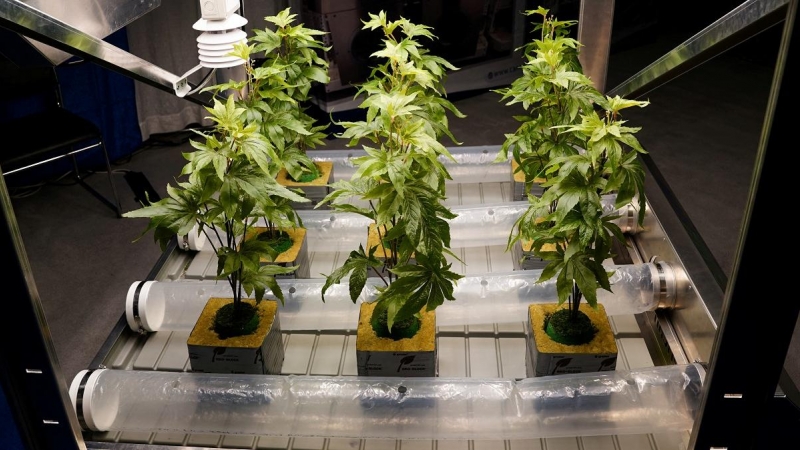 Plantas artificiales de marihuana fotografiadas sobre una mesa en el Cannabis World Congress & Business Exposition, celebrado en Nueva York en noviembre de 2021