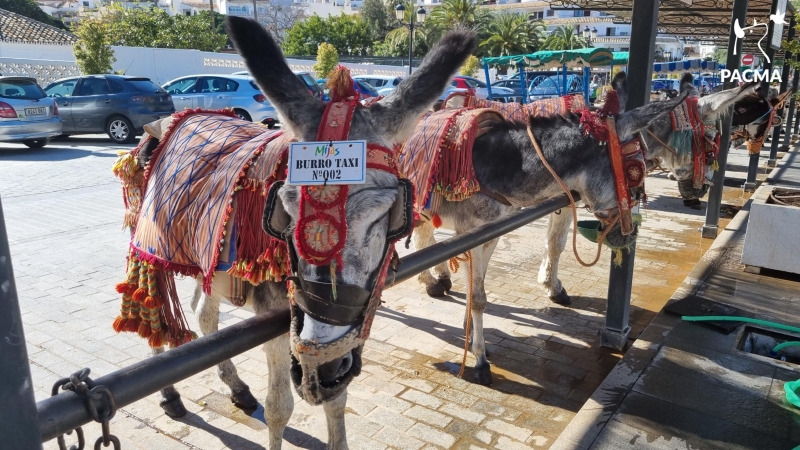 12/04/2022- Imagen de los burros-taxi de Mijas, Málaga, Andalucía, tomada en abril