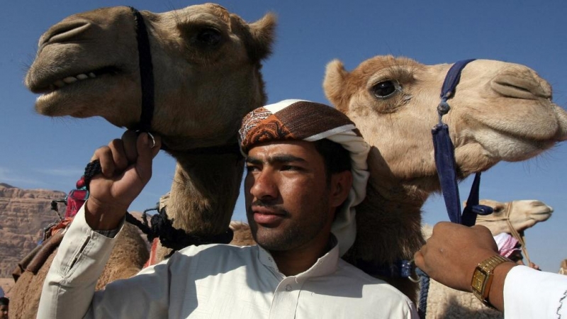 Imagen de archivo de un beduino que sostiene dos camellos por el arnes de sus cabezas.