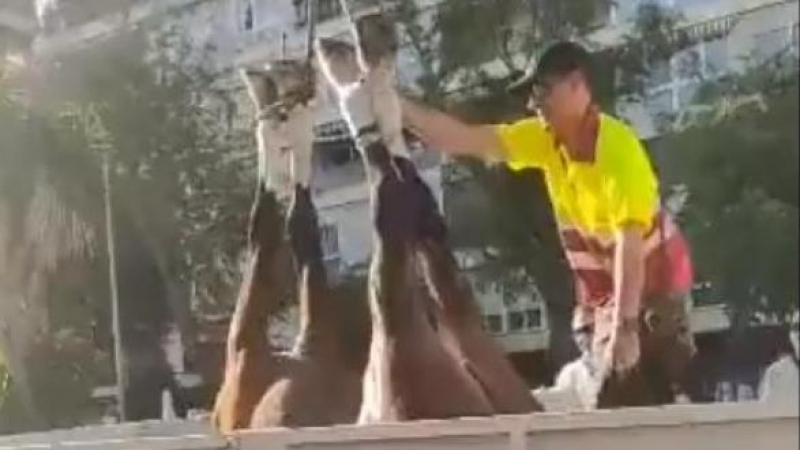 Imagen compartida por PACMA en redes sociales de un operario retirando un caballo de la Feria de Abril de Sevilla, a 3 de mayo de 2022.