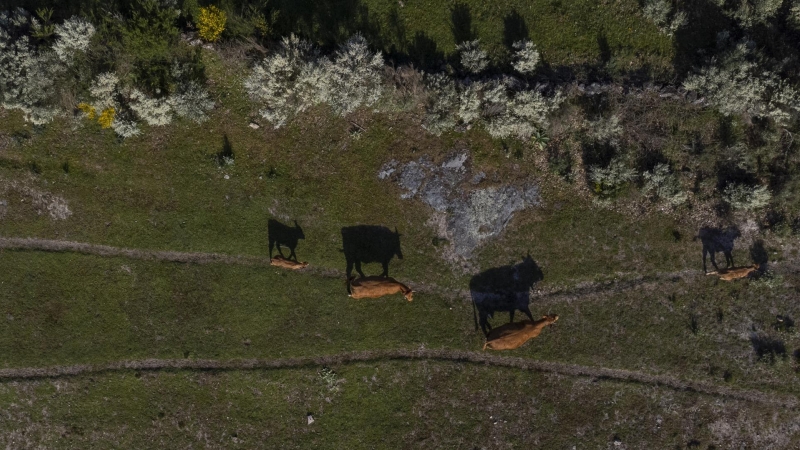 Imagen tomada con un dron que muestra a un grupo de vacas pastando en un prado situado en el entorno del embalse de Chandrexa de Queixa (Ourense).