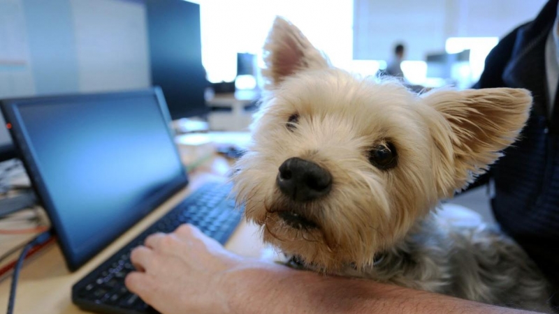 Por aquí les saluda 'Samson', un 'Yorkshire Terrier' muy interesado en los proyectos que se llevan a cabo en Chandos Bird.